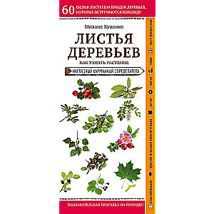 Листья деревьев. Как узнать растение