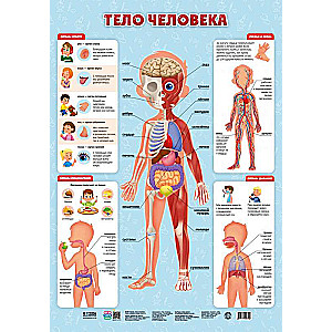 Дидактический плакат Тело человека