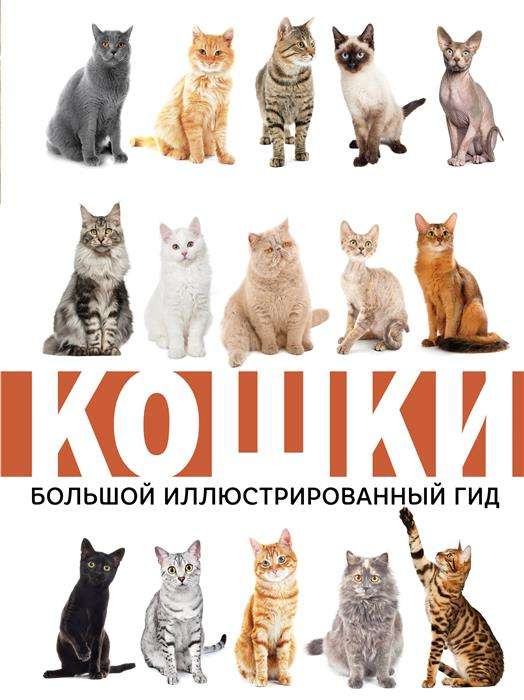 Кошки