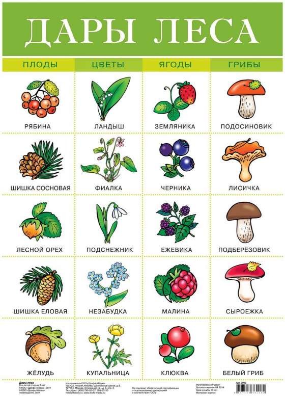 Плакат А3 Дары леса (290 х 420 мм)