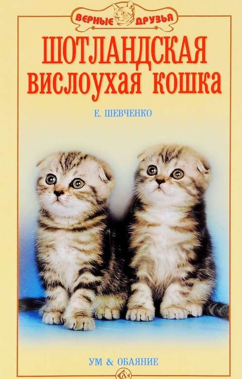 Шотландская вислоухая кошка. Ум и обаяние