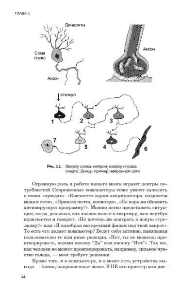 Мозг и его потребности 2.0. От питания до признания