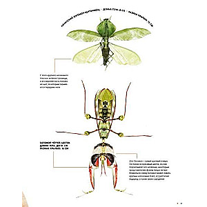 Насекомые в натуральную величину