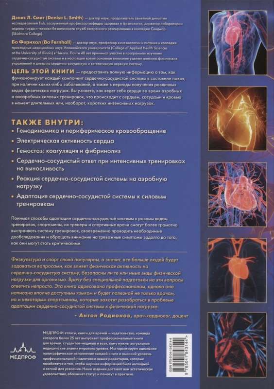 Сердечно-сосудистая система. Анатомия и физиология в покое и при физических нагрузках
