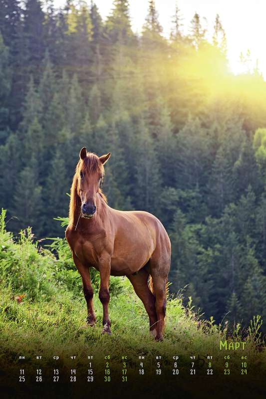 Календарь: Horses Dreaming Сны о лошадях 2024 