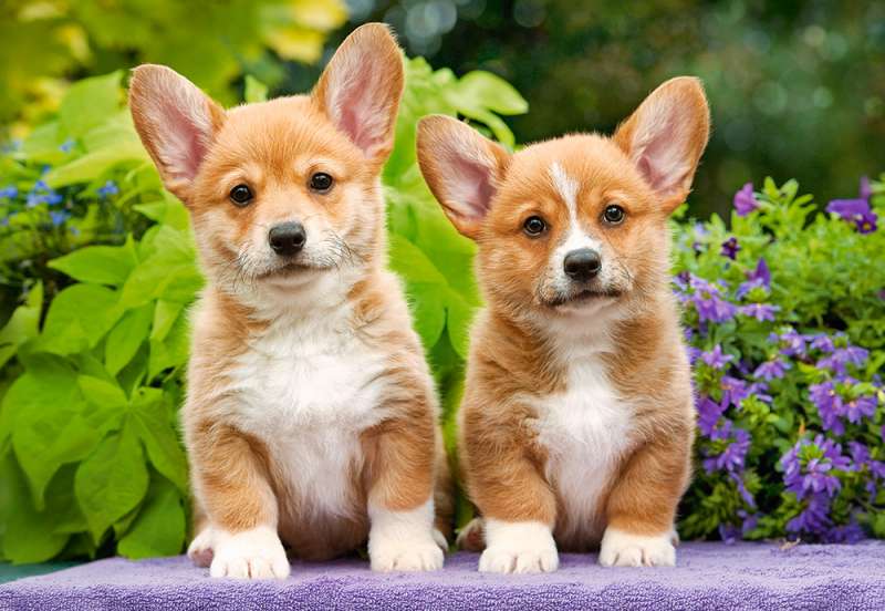 Пазл Welsh Corgi Puppies 1000 дет.