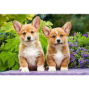 Пазл Welsh Corgi Puppies 1000 дет.