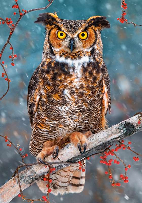Пазл Great Horned Owl 500 дет.