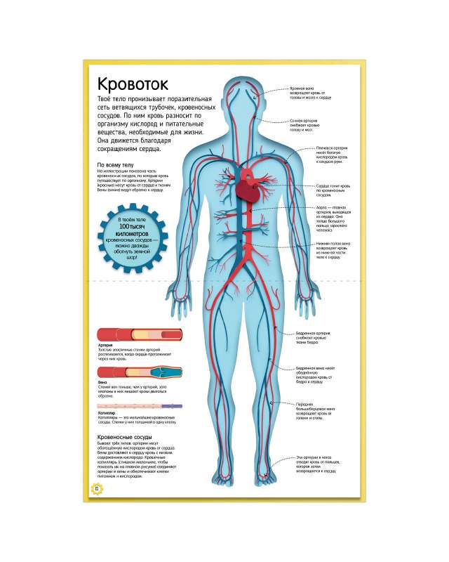 Как устроено тело человека. Красочный путеводитель по нашему организму