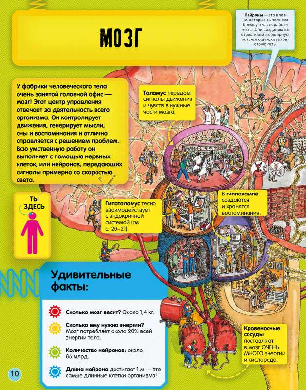 Невероятное тело человека. Как устроен организм внутри