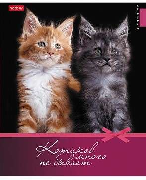 Тетрадь двойная 48л А5 Котиков много не бывает