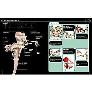 Анатомия человека 360°. Иллюстрированный атлас