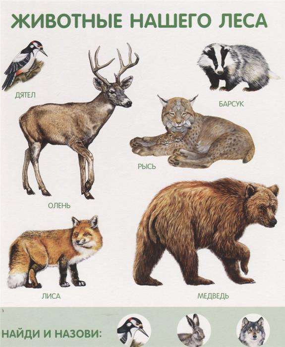 Моя первая энциклопедия животных