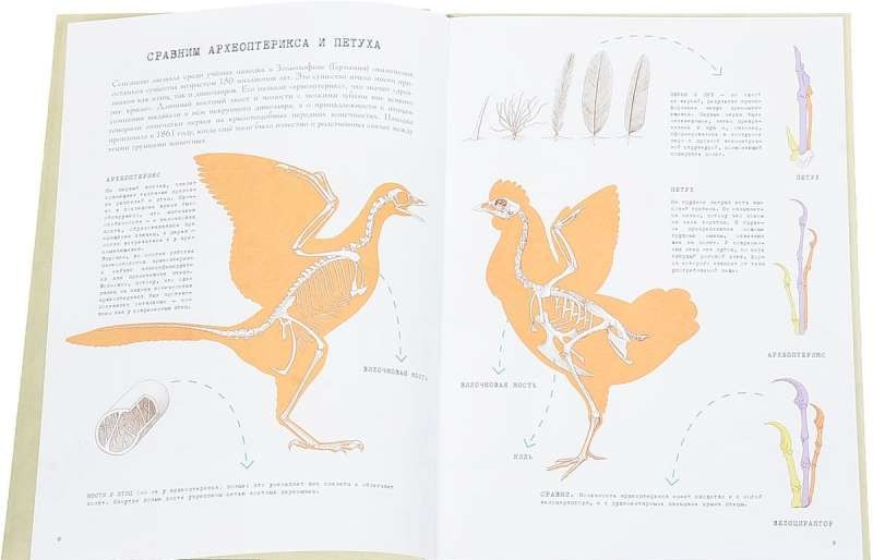 От тираннозавра к петуху! Большая книга эволюции животного мира