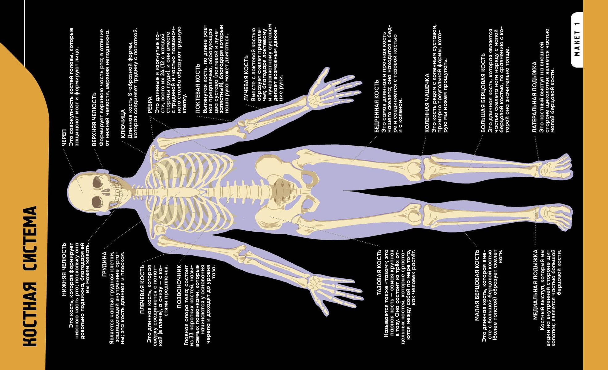Тело человека. Самая анатомическая энциклопедия