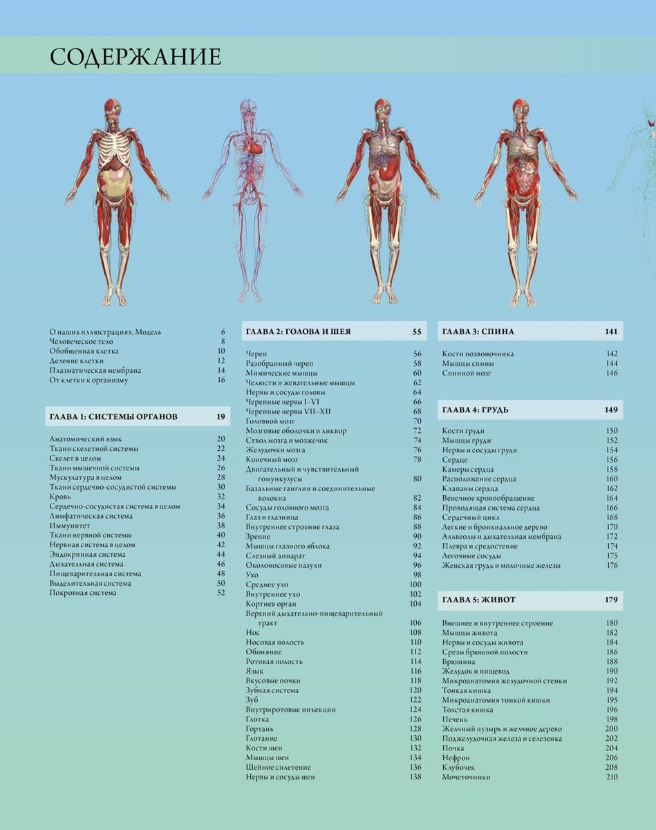 Иллюстрированный атлас. Анатомия человека