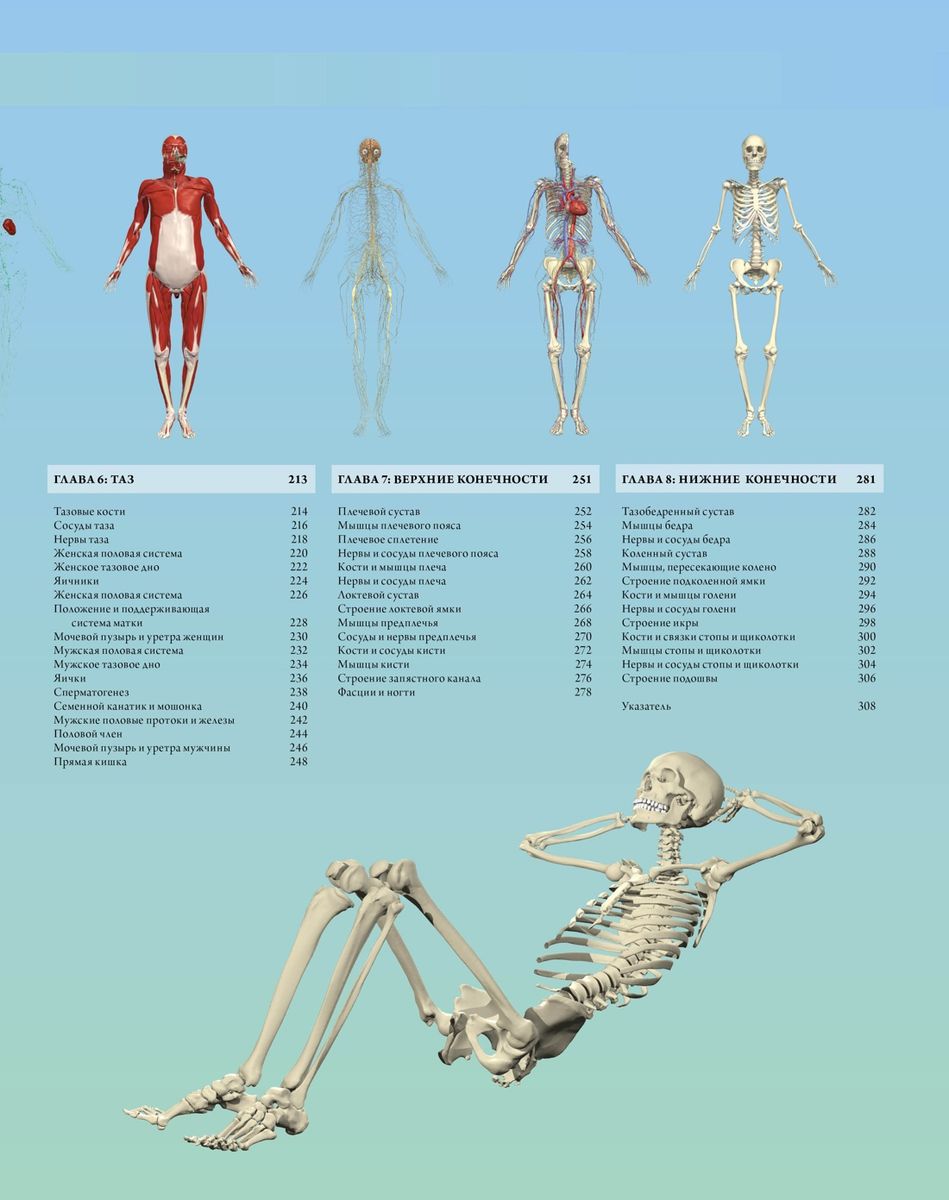 Иллюстрированный атлас. Анатомия человека