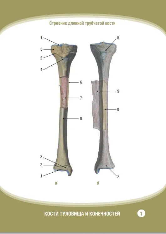 Анатомия человека. Кости туловища и конечностей