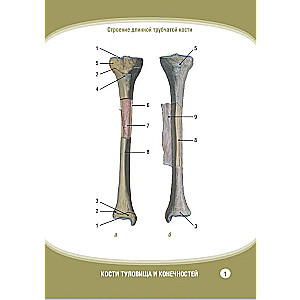 Анатомия человека. Кости туловища и конечностей. Нагляд.уч.пос. Карточки 32 шт.