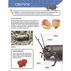 Все о насекомых малышам