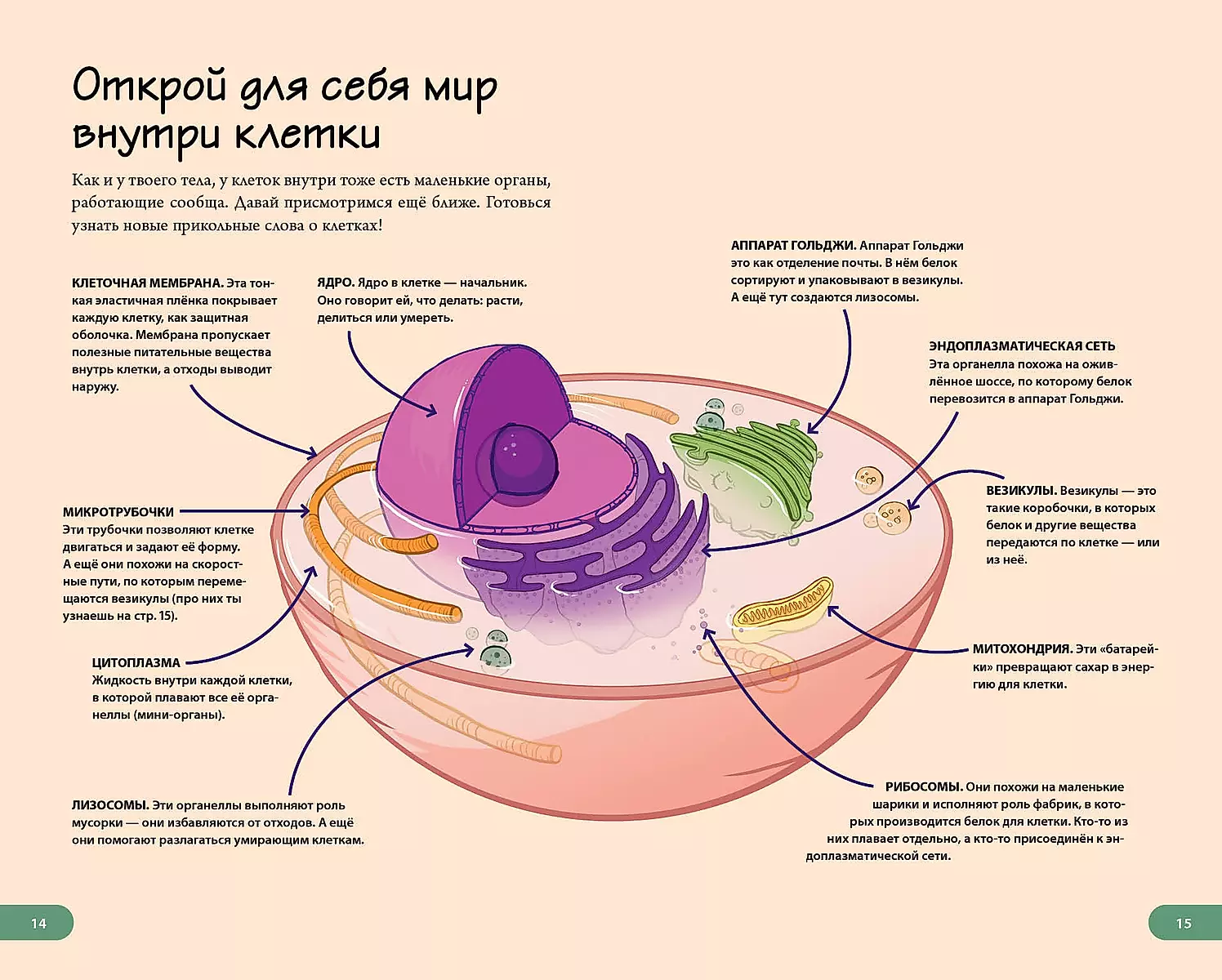 Тело человека. Домашняя лаборатория для детей