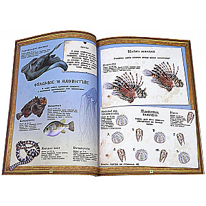 Занимательная зоология/Жизнь океанов