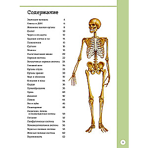 Pierwszy atlas anatomii człowieka