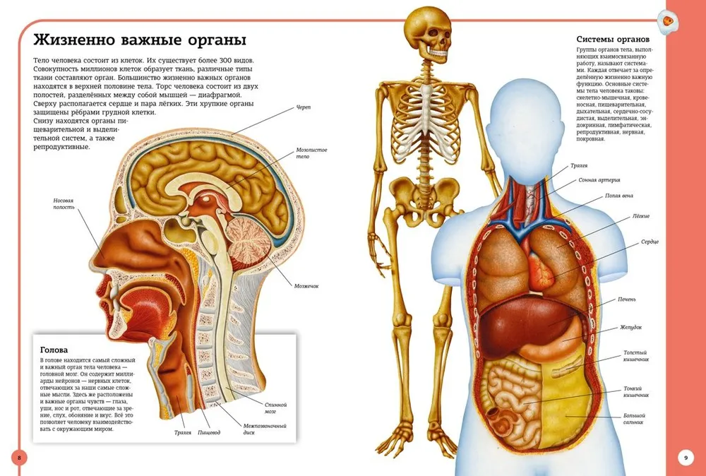 Pierwszy atlas anatomii człowieka