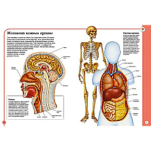 Pierwszy atlas anatomii człowieka