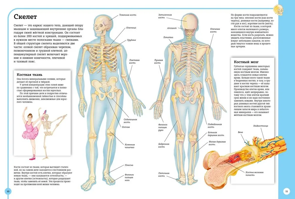 Pierwszy atlas anatomii człowieka