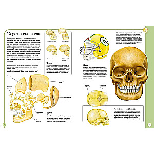 Pierwszy atlas anatomii człowieka