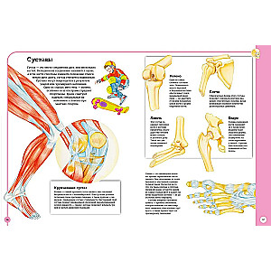 Pierwszy atlas anatomii człowieka