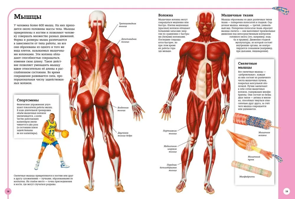 Pierwszy atlas anatomii człowieka