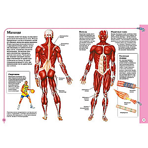 Pierwszy atlas anatomii człowieka