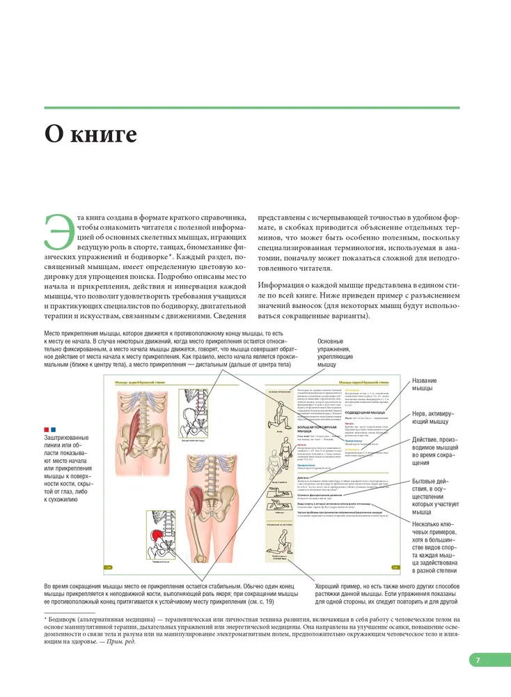 Anatomia mięśni. Ilustrowany podręcznik