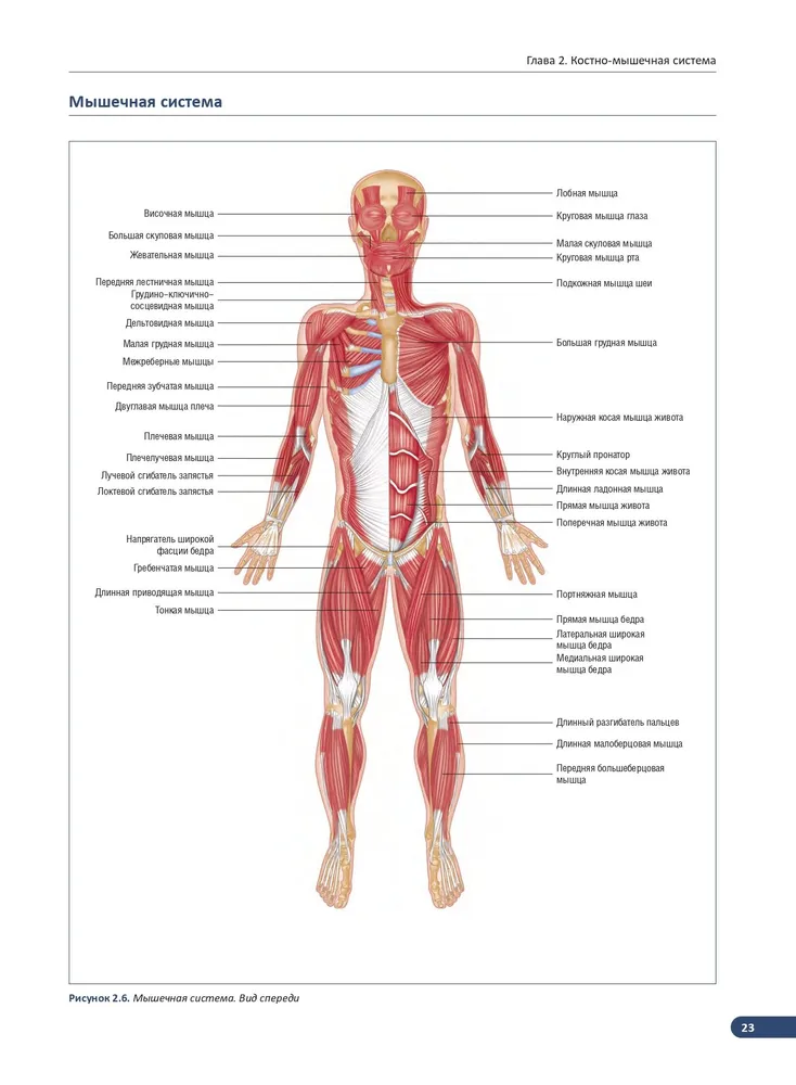 Anatomia mięśni. Ilustrowany podręcznik