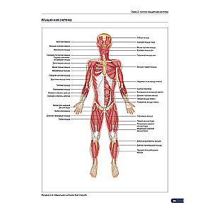 Anatomia mięśni. Ilustrowany podręcznik