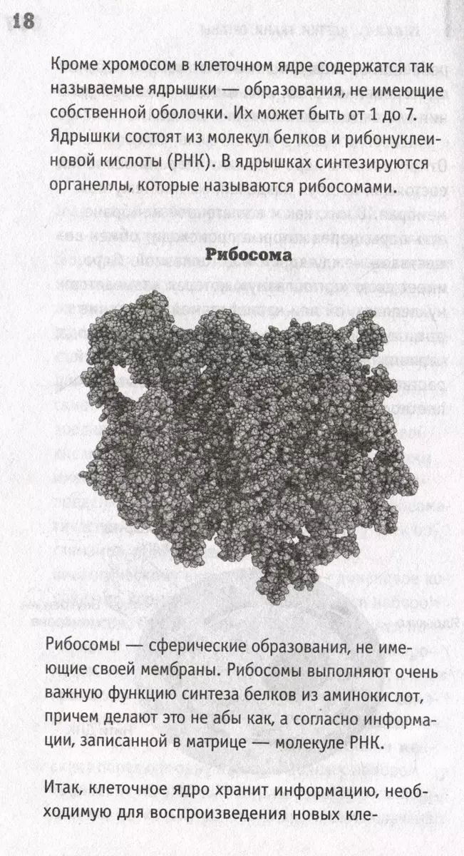 Anatomia. Odsłonięcie mężczyzny