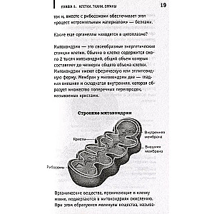 Anatomia. Odsłonięcie mężczyzny