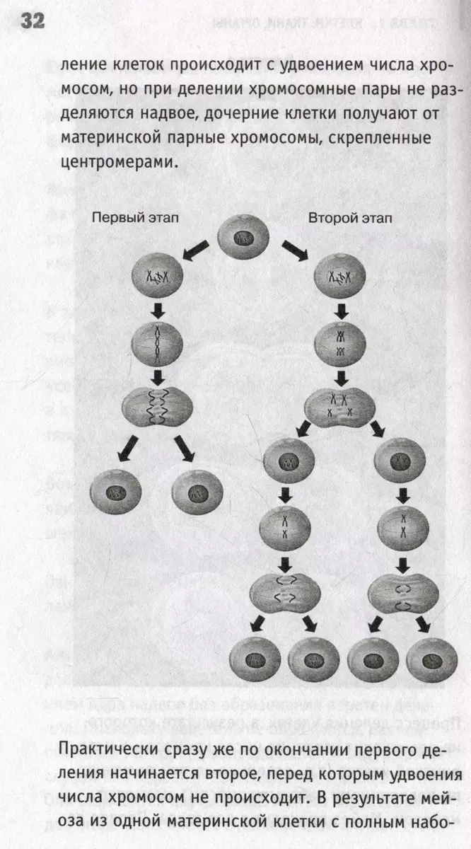 Anatomia. Odsłonięcie mężczyzny