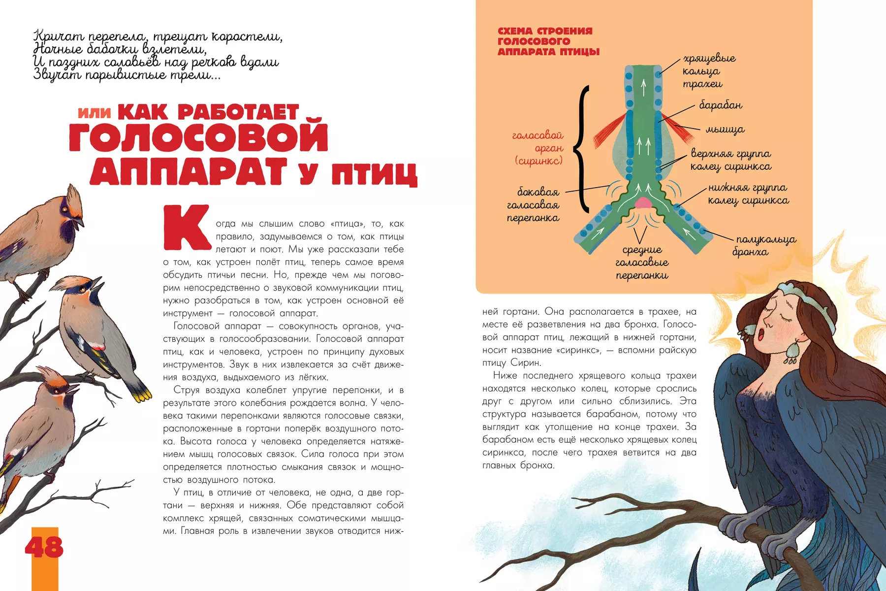 Птицы. Биология. Физиология