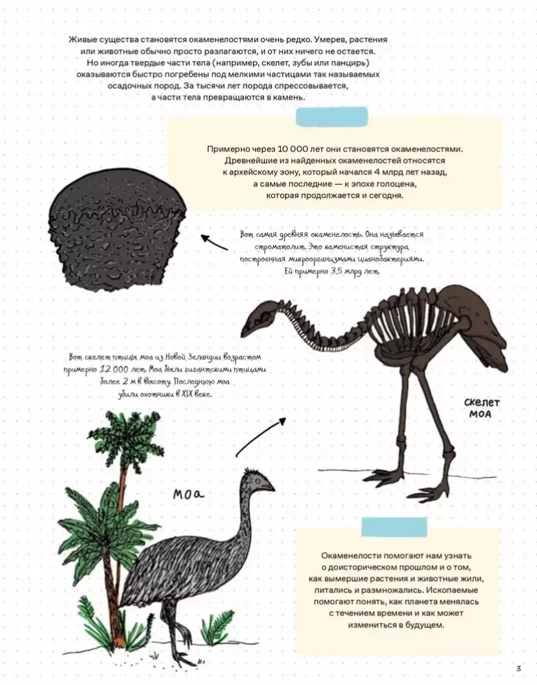 Камни и кости. Окаменелости и истории, которые они рассказывают