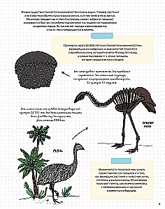 Камни и кости. Окаменелости и истории, которые они рассказывают