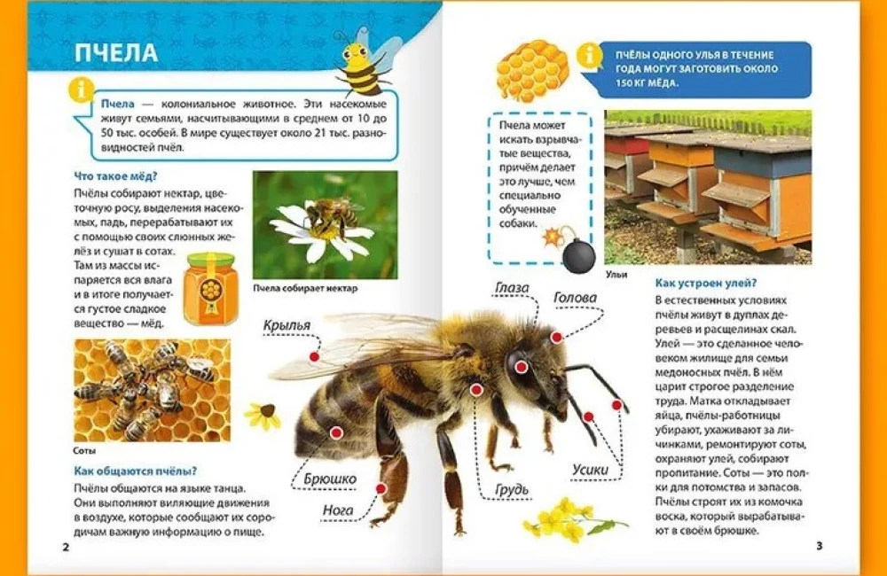 Энциклопедия для маленьких почемучек. Насекомые