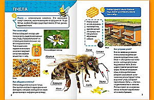 Encyklopedia małych pytań „dlaczego”. Owady