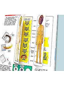 Что? Почему? Зачем? Изучаем наше тело (с волшебными окошками)