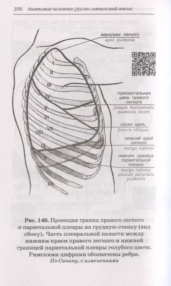 Анатомия человека: Русско-латинский атлас с QR-кодами