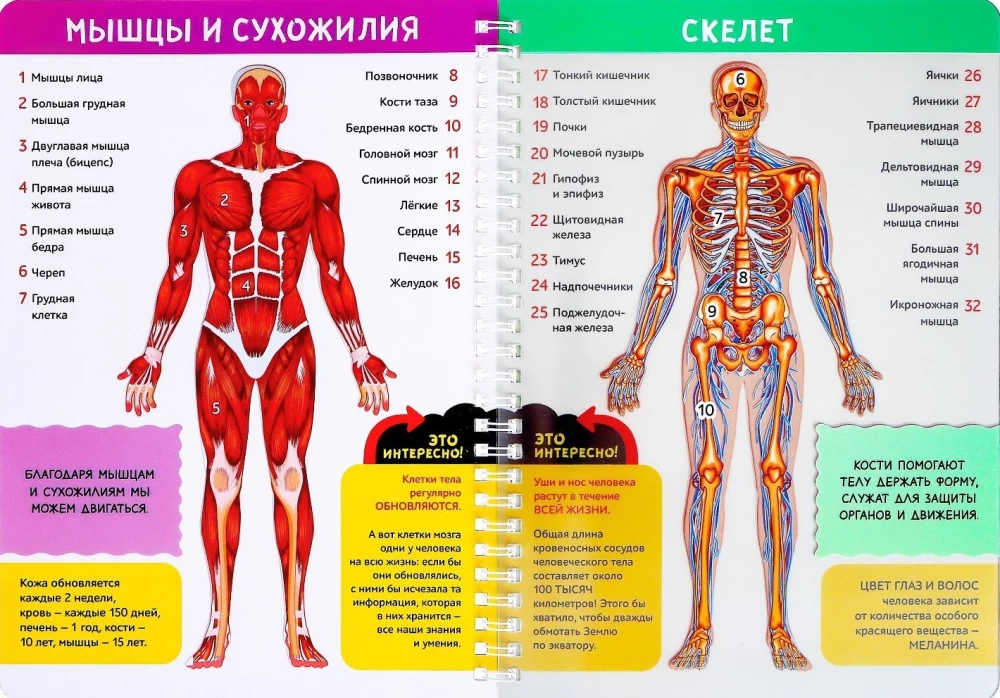 Моё тело. Строение организма на прозрачном фоне