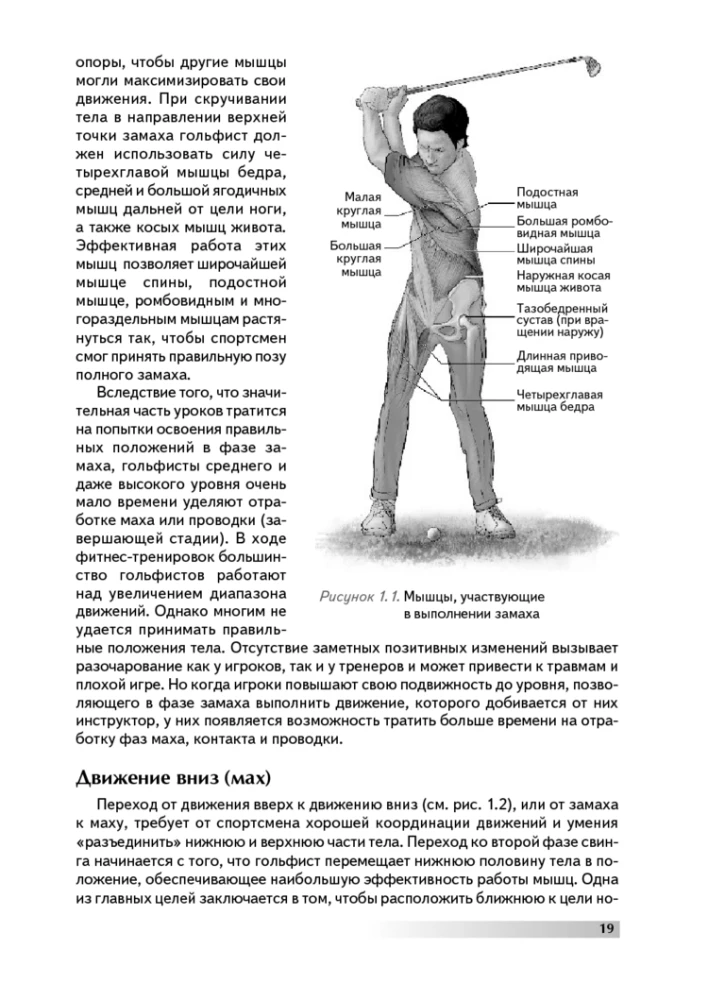 Anatomia golfa