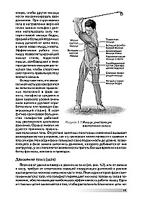 Anatomia golfa